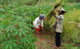 Petani Desa Sawahan Mulai Panen Padi Gogo